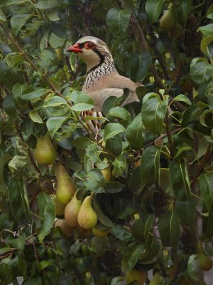 Partridge in a Pear Tree
