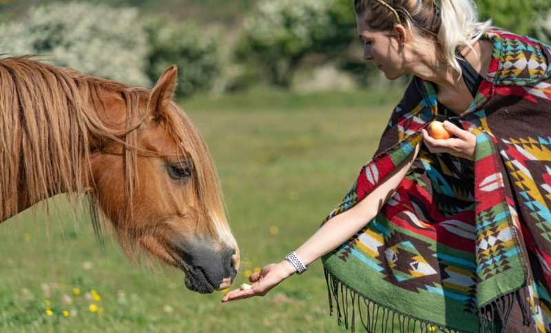 Mona Feeding horse