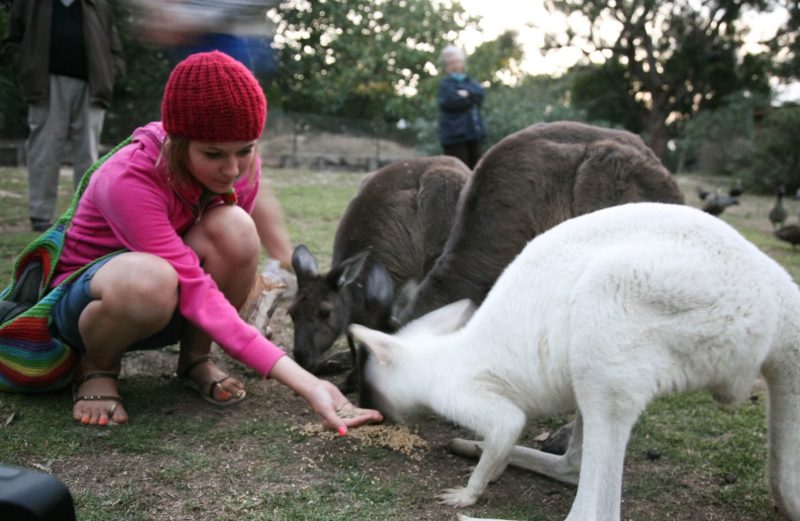 Mona feeding kangaroos
