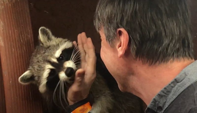 Papa Rudi and raccoon2