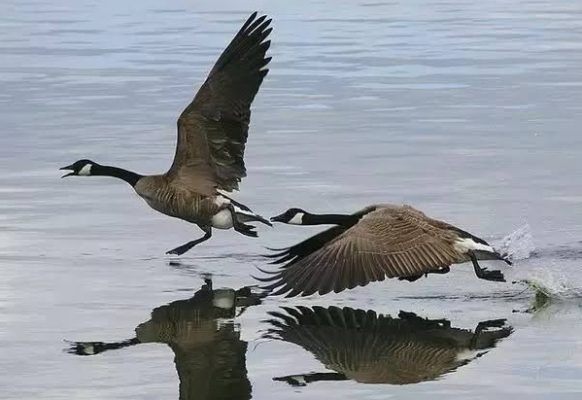 Canada Geese taking flight 2