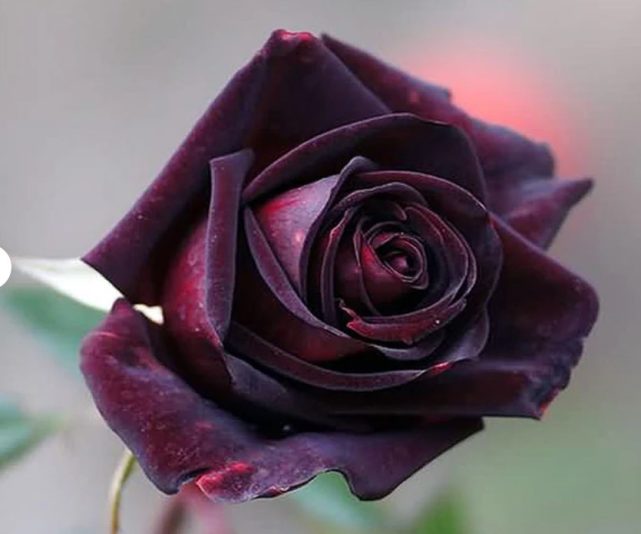 Black Rose