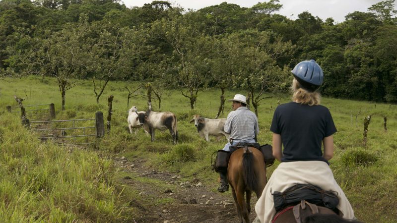 Pferd Costa Rica_2