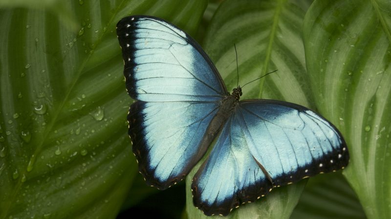 Costa Rica_Schmetterling
