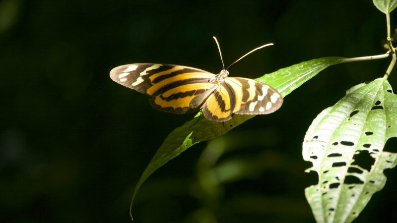 Schmetterling_3