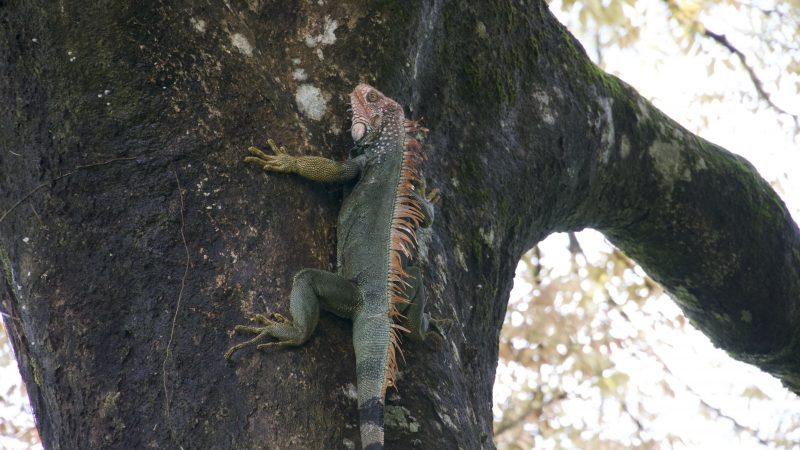 Baumleguan