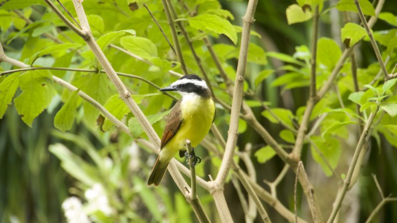 CostaRica_Vogel_2