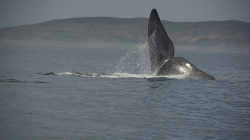 Wal_Südafrika
