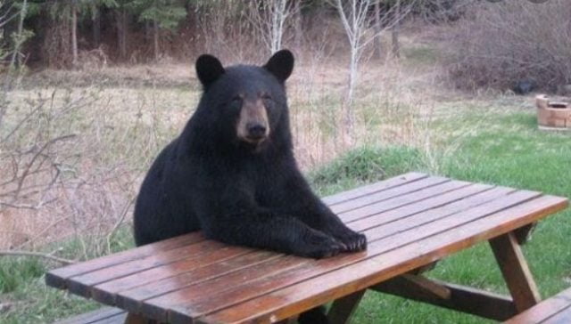 Bear picnic