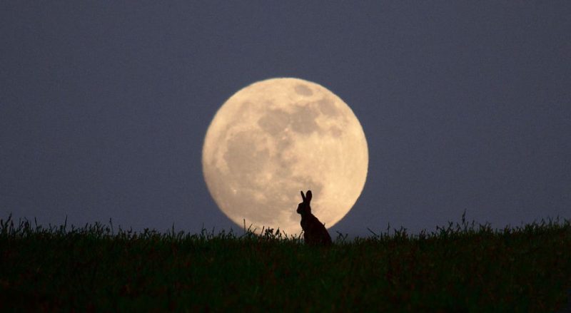 Rabbit in the moon
