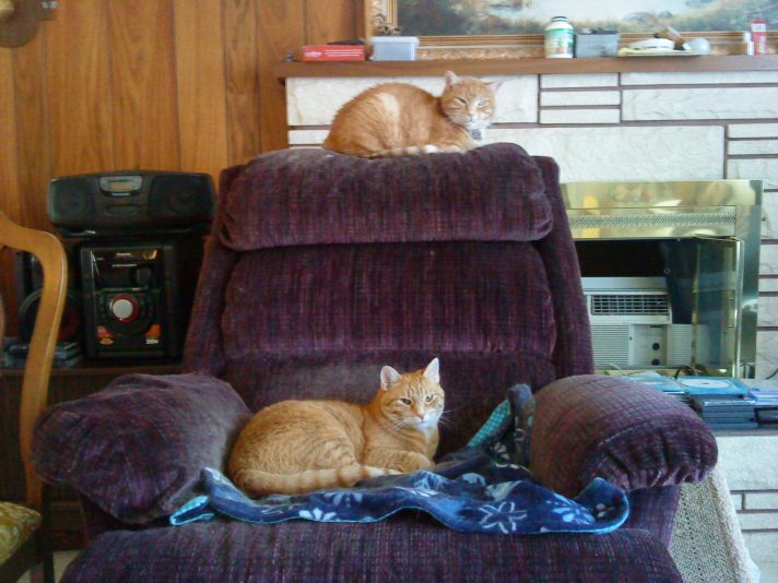 Milo and Cooper 2012