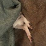 Profile photo of Jay Pulis