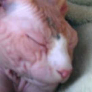 Profile photo of Bradley Bourkland