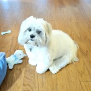 Profile photo of Francis Gerald (Jerry) Chamness