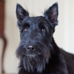 Profile photo of Maureen Sneddon