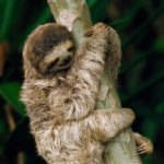 Profile photo of Annelies Goethals