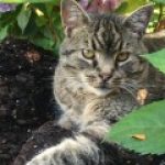 Profile photo of William Merritt