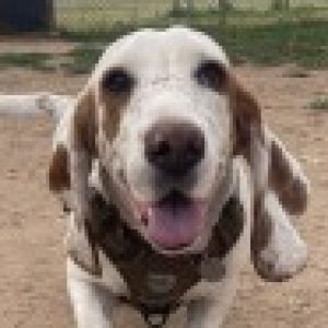 Profile photo of Camilo Deguia